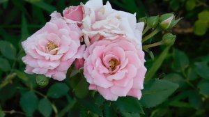 ВИДЕО  ПВН  ББ   (1350)