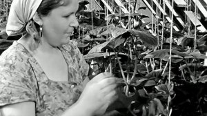 1968 год. Тюмень. Тепличное хозяйство