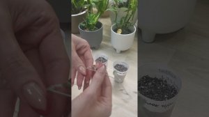 САМЫЙ ПРОСТОЙ СПОСОБ РАЗМНОЖИТЬ ДИХОНДРУ