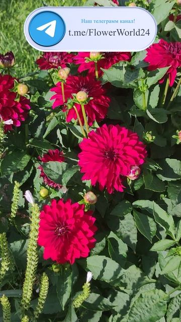 Не роза, но страсть! Георгина Скарлет Ред в саду.🥰 смотреть онлайн