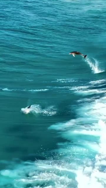 ДЕЛЬФИНЫ смотреть онлайн