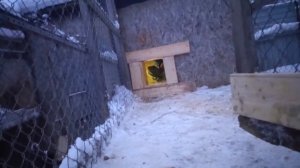 Зима в приюте это беда!