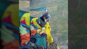 Необычная поездка