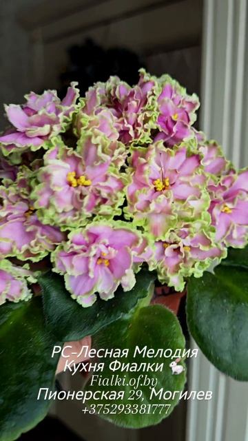 🐇🍒🍒РС-Лесная Мелодия новинка селекции. Очень рада,  что не прошла мимо этого замечательного сорта смотреть онлайн