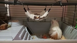 Смотреть Морская свинка на RUTUBE: подборки видео - онлайн бесплатно