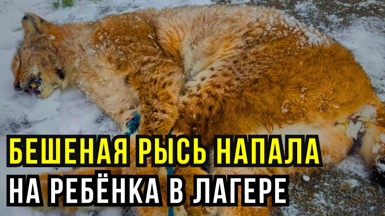 Нападение рыси на школьницу под Уфой: кто отвечает за безопасность? смотреть онлайн