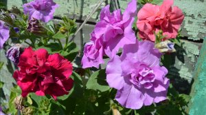 2125.  Маточники июльского черенкования петунии, колиброши,розы черенки