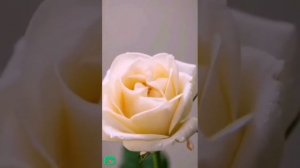 video_10638471137947.mp4