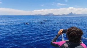 Наблюдение за дельфинами