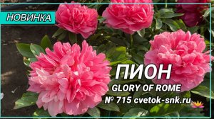Травянистый гибрид "GLORY OF ROME"/Сад Ворошиловой