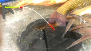 ТРОФЕЙНАЯ ЛУНКА... КАРАСИ МОНСТРЫ, ЛЕЩИ!! ЗИМНЯЯ РЫБАЛКА НА УДОЧКУ