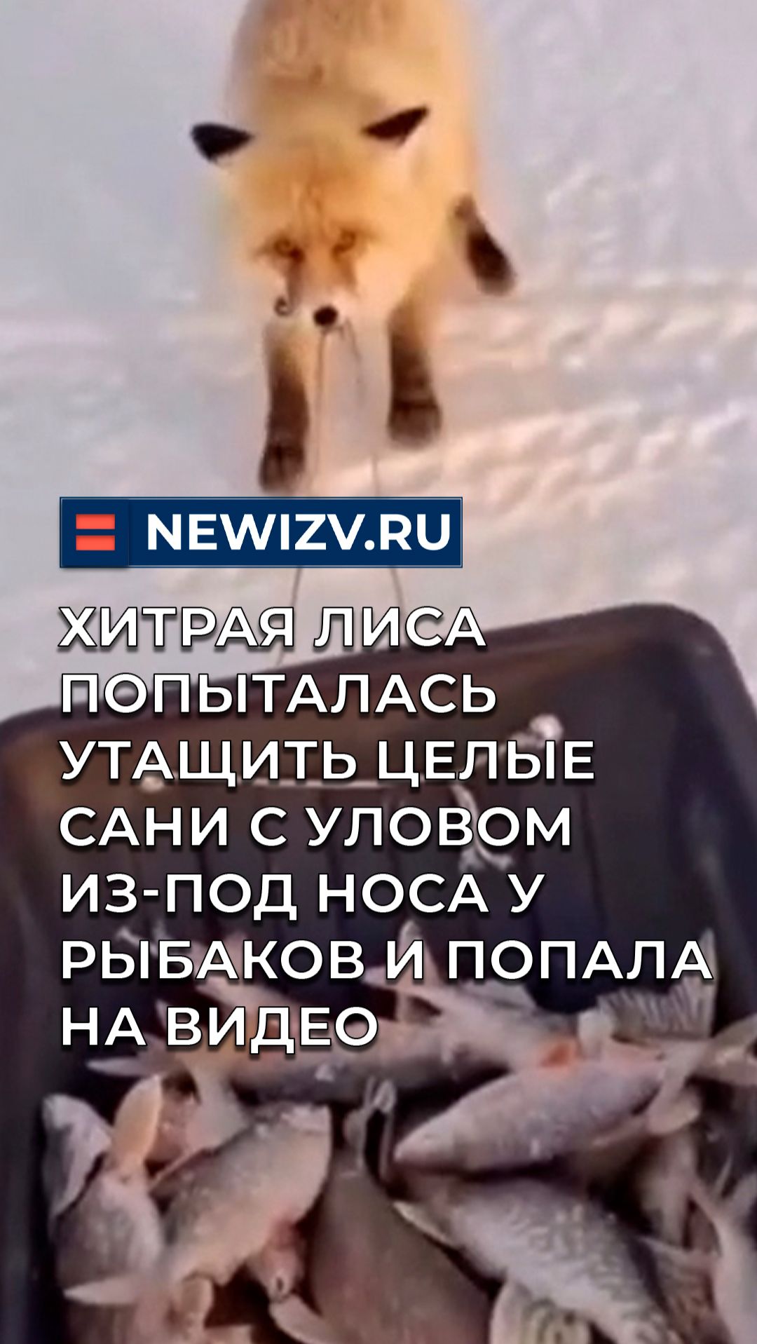 Хитрая лиса попыталась утащить целые сани с уловом из-под носа у рыбаков и попала на видео смотреть онлайн
