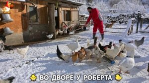 Содержание кур в домашних условиях и других птиц во дворе у Роберта 🐣🐤🦆🐔🪿🦃 (391)