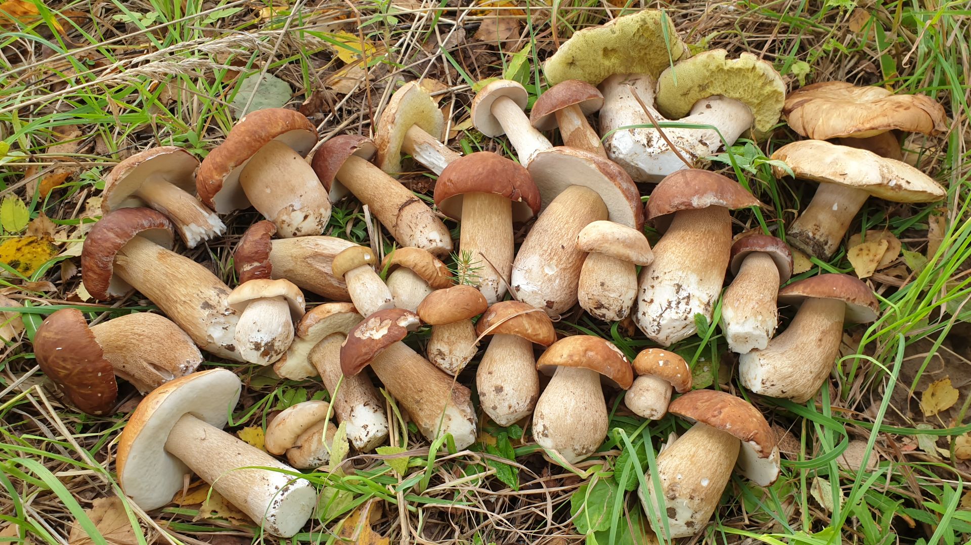 БЕЛЫЕ ГРИБЫ ПРУТ КАК НА ДРОЖЖАХ ! смотреть онлайн