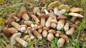 БЕЛЫЕ ГРИБЫ ПРУТ КАК НА ДРОЖЖАХ !
