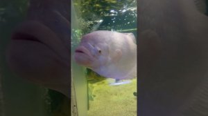 Океанариум в Ейске