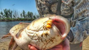 Трофейная рыбалка на Амура и сазана