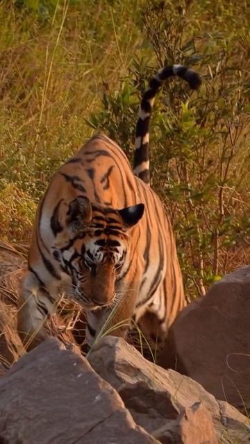 Тигр бродит в своей естественной среде обитания, — захватывающее зрелище