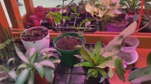 💥ВРЕМЯ СЕМЯН / ЧТО КУПИЛА😊/ ЧТО ЕДИМ😜