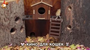 Видео для кошек про крысок развлекать питомцев 🐭🐀😂 (427)