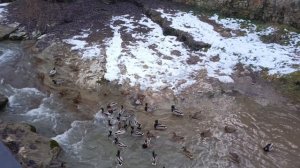 Кто успел,тот и съел!🦆🦆Забавные утки в Кисловодском Курортном парке.