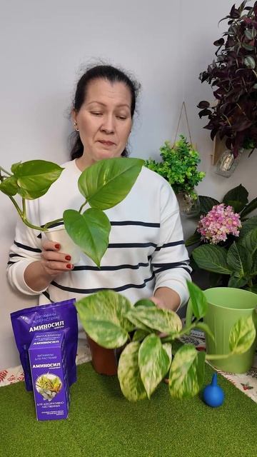 КАК ВЕРНУТЬ ВАРИЕГАТНОСТЬ ЛИСТЬЕВ  - ФЕНОМЕН ПРИРОДЫ! ЧТО ТАКОЕ ВАРИЕГАТНОСТЬ простыми словами. смотреть онлайн