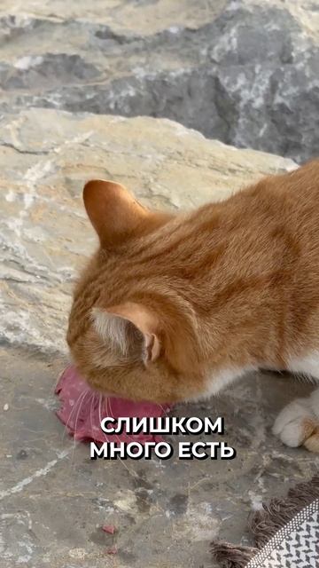 😳 Почему коты постоянно просят есть смотреть онлайн