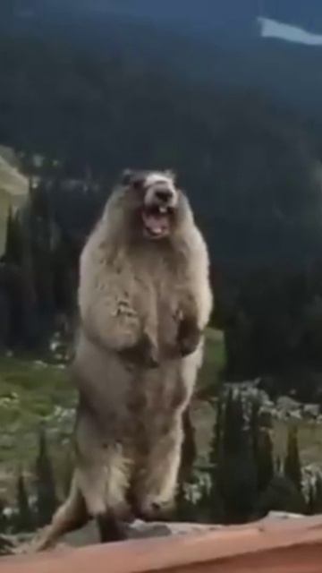 полная ржака Фиксики! 🤣🤣🤣🤣🤣 смотреть онлайн