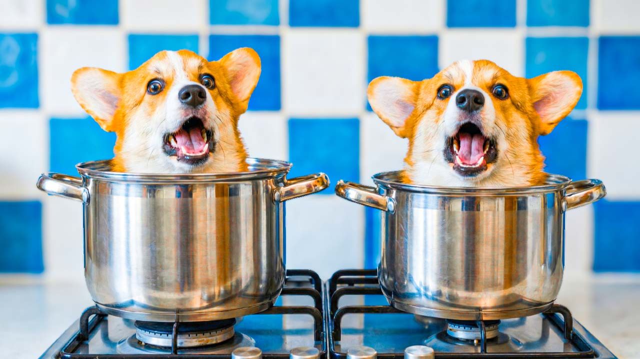 ИЗ НАС С КОРЖИКОМ ХОТЯТ СВАРИТЬ СУП С ФРИКАДЕЛЬКАМИ!! СПАСИТЕ!! Корги Пряник Говорящая собака смотреть онлайн