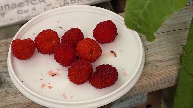 Городская выставка цветов. Хабаровск 2023. смотреть онлайн