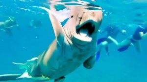 Всем привет от Дюгоши из Марса Мубарак.