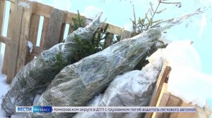 Кузбассовцам рассказали, как подарить ёлке вторую жизнь и не попасть на штрафы