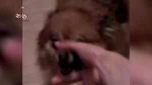 Metallica - Memory Remains (Animal Cover) [4K]