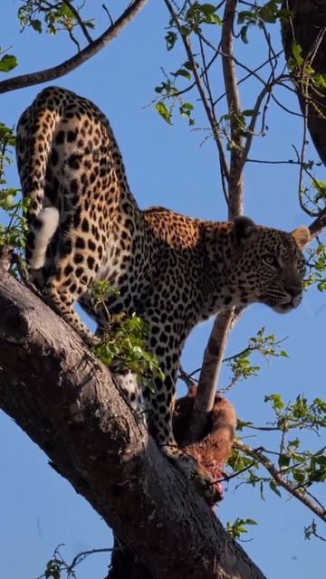 Даже забравшись высоко на безопасное дерево, леопард понимает, что расслабляться не стоит