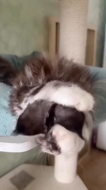 Котик смотреть онлайн