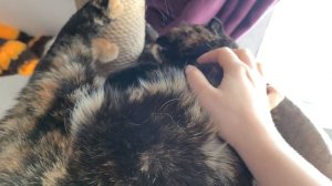 сладкий медвежонок