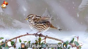 Птицы зимой в лесу 🐦_⬛🦉🦅 видео для отдыха душой 🌲(20)