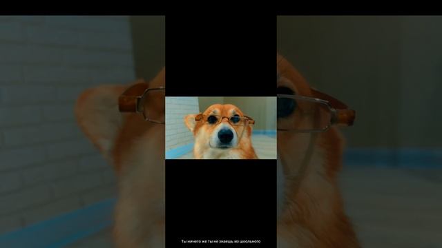 я пришла в 1класс! корги пряник смотреть онлайн