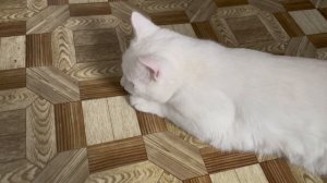 Снежный буран. Всю деревню засыпало снегом.