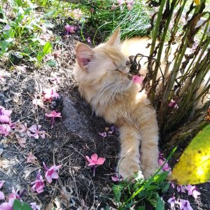 повтор эфира! ребят пожалуйста заходите и пишите во что мне поиграть в роблоксе