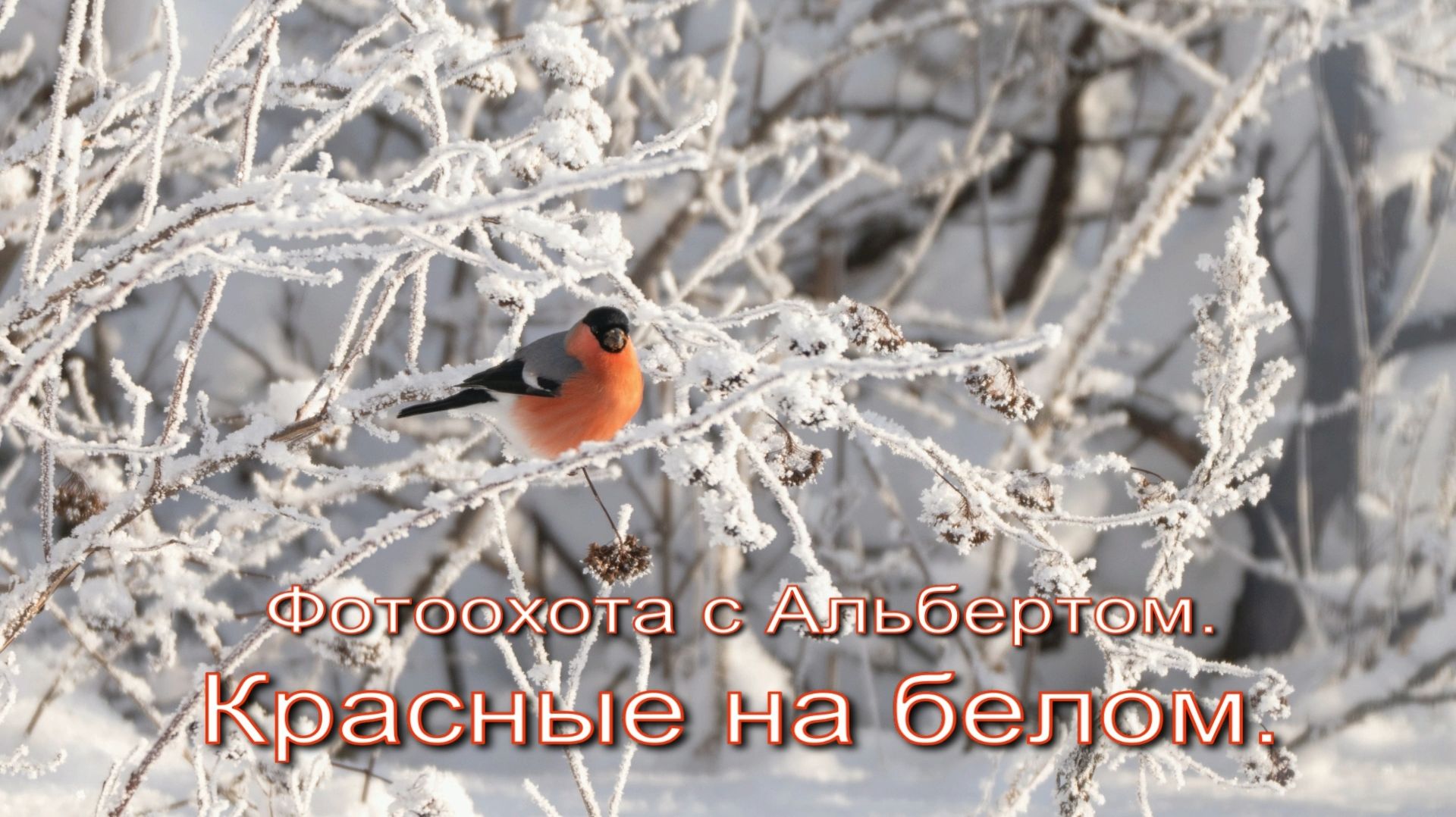 Фотоохота с Альбертом. Красные на белом. смотреть онлайн