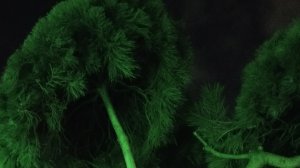 Парк Галицкого. Рождество 2026г. Краснодар