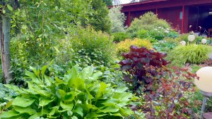 Красивые расписные кочедыжники и краснолистный бузульник на солнце.