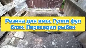 Резина для ямы. Гуппи фул блэк. Пересадил рыбок