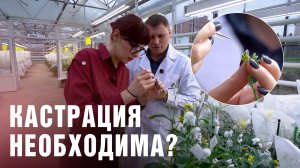 Стволовые клетки и растительный йогурт. Код учёных