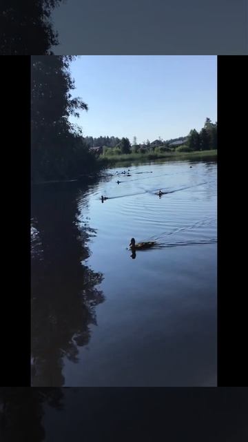 Ленобласть.27.07.2024.Часть 118. Утята_ Ловля щуки троллингом. Щуку мы тебе подгоним. Лови.