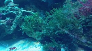 музей мирового океана морские обитатели