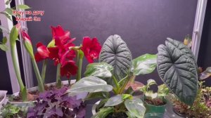 Какие фитолампы использую для своих растений .Обзор фитостены на 12.01.26 г.