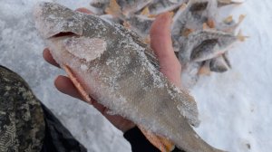 ВЕЧЕРНИЙ ВЫЕЗД на РЫБАЛКУ.