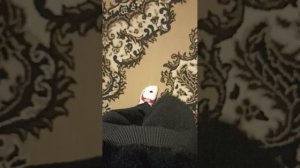 Мия заболела??? вечер,, с Мией🧸

🌷🌷🌷